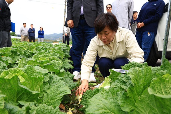 ‘이상기상에 철저 대비’…송미령 “김장배추 안정생산 지원 강화” / 사진=대한민국 정책브리핑
