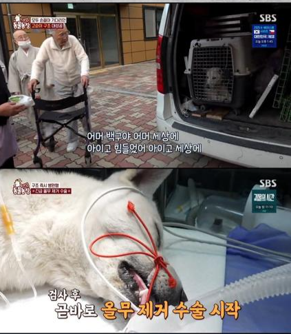 ‘견보살 고순이’가 전한 감동…합천 해인사에 울려퍼진 기적의 이야기 / 사진=SBS