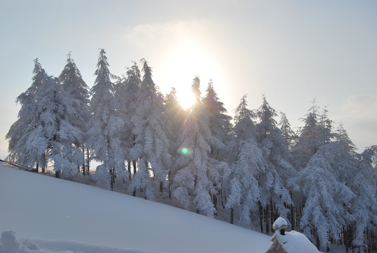 대관령양떼목장의 설경. 사진=대관령양떼목장