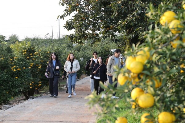 공영민 군수는 "30여만 명의 방문객이 만들어낸 이번 성과는 군민과 관광객이 함께 이뤄낸 감동적인 결과"라며, "유자 향처럼 은은하고 따뜻한 감동이 오래도록 남길 바라며, 축제에 함께해주신 모든 분께 진심으로 감사드린다"고 전했다.