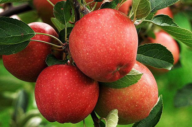 예산황토사과. 사진=예산시 홈페이지