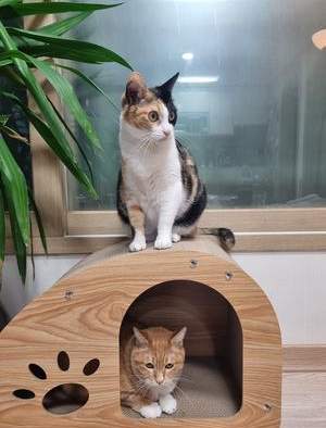 카니, ‘생방송 행복드림 로또 6/45’ 황금손 출연 예고...‘춤과 선행으로 시선 집중’ / 사진=MBC