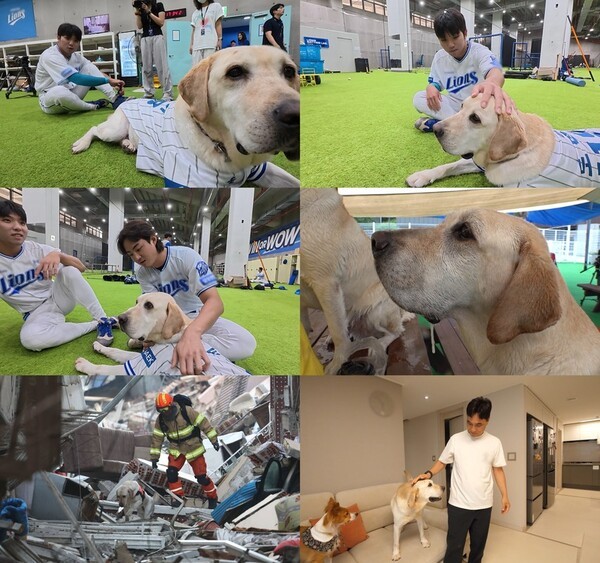 구자욱·김영웅도 반한 은퇴 <b>구조견</b> '<b>토백이</b>'의 특별한 미션