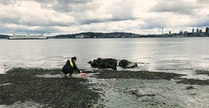 해초, 병원성 세균을 걸러 주는 '천연 필터'입니다